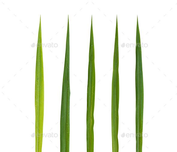 Blades of grass set isolated on white background included clipping path. Stock Photo by